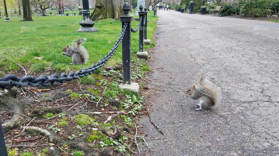 Squirrels, Boston, MA, USA
