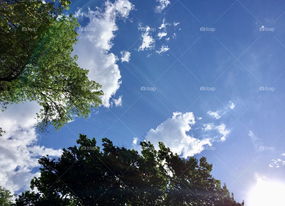 Bright Morning - view from underneath puffy white clouds and leafy trees against a bright blue sky, sunlight steaming from lower right
