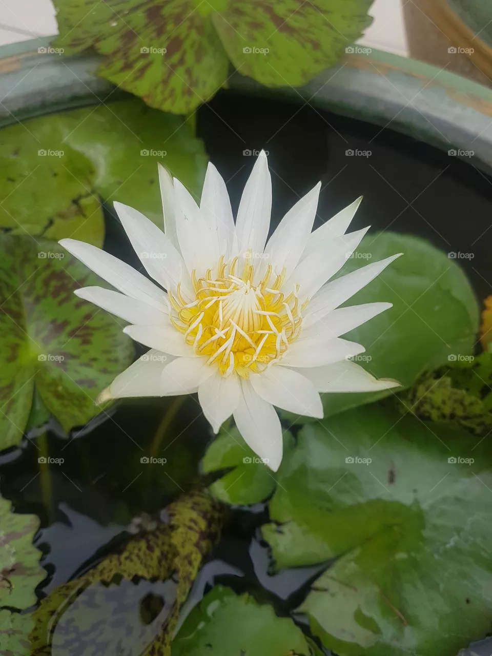 colored lotus
