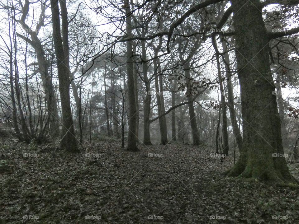 Dark scottish forest