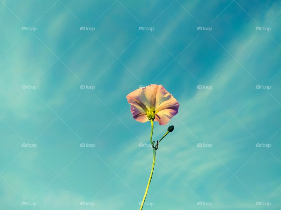 A vertical shot of a bindweed flower under a haze sky