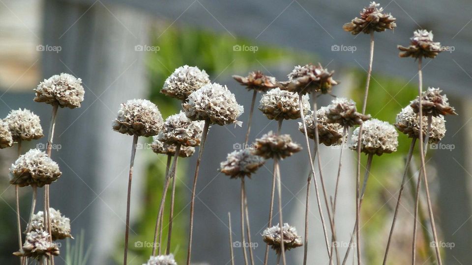 white flowers