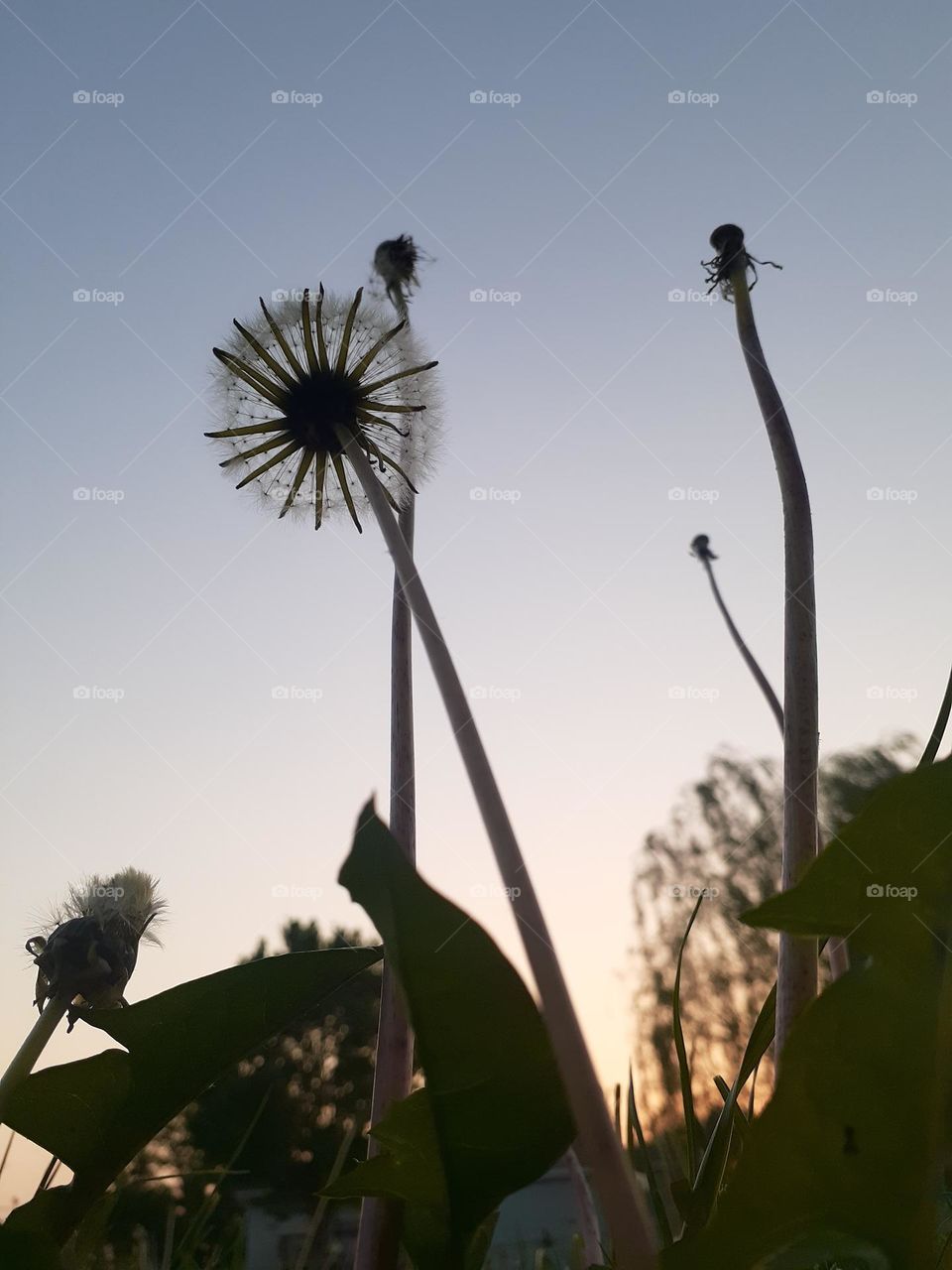 Dandelions Ground View