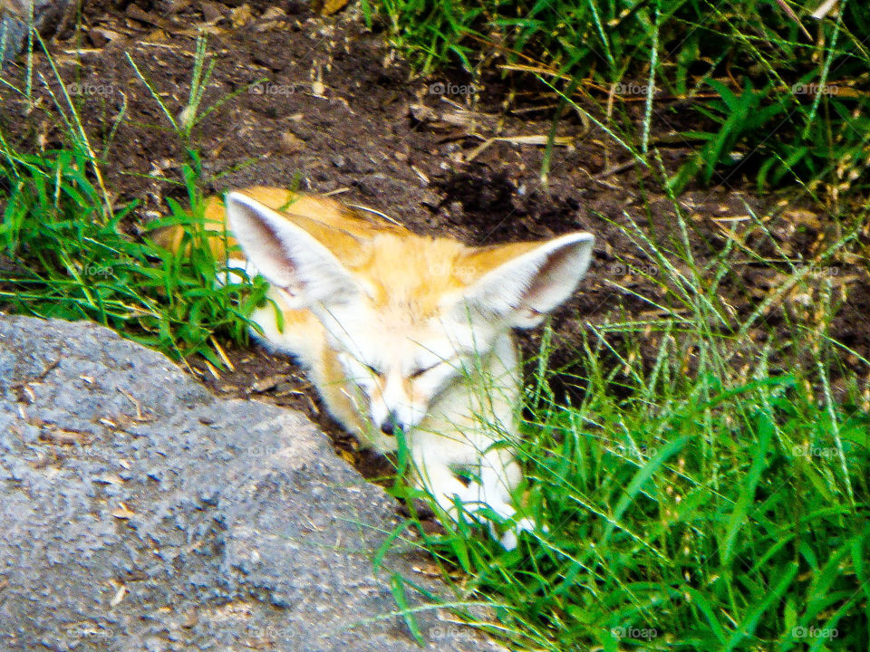Nature is calling. Wake up little fox- nature is calling you