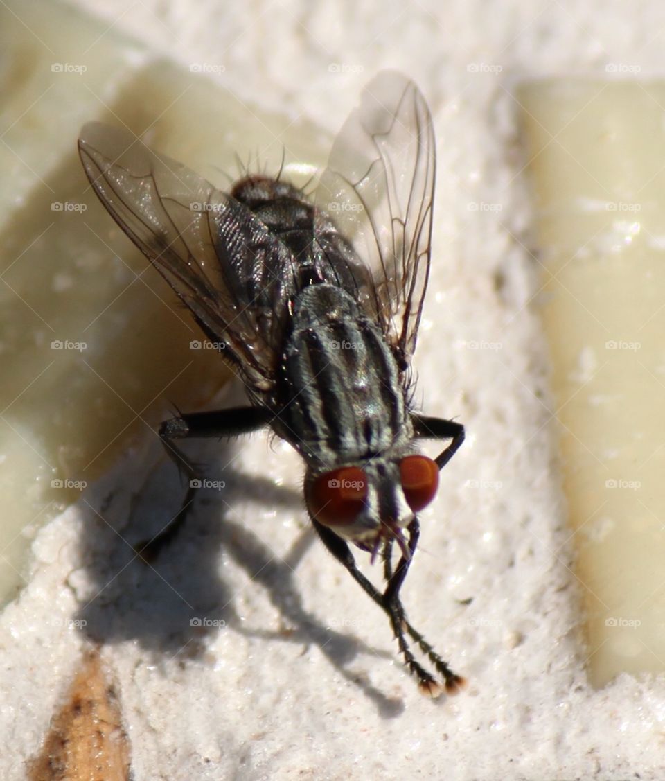 Housefly Closeup