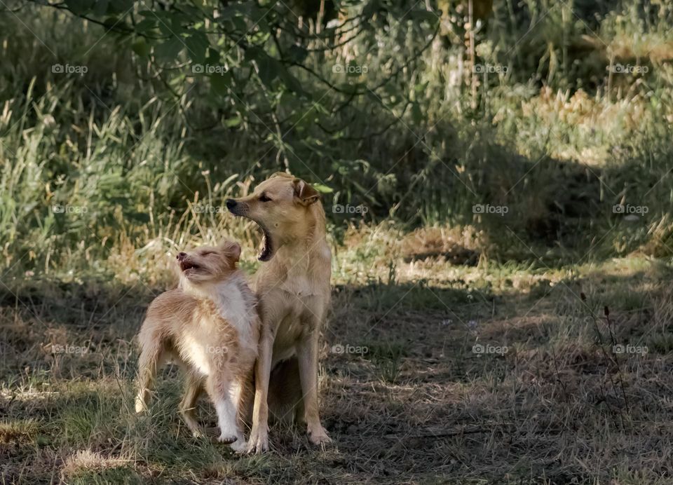 One dog appears to be shouting at the other dog