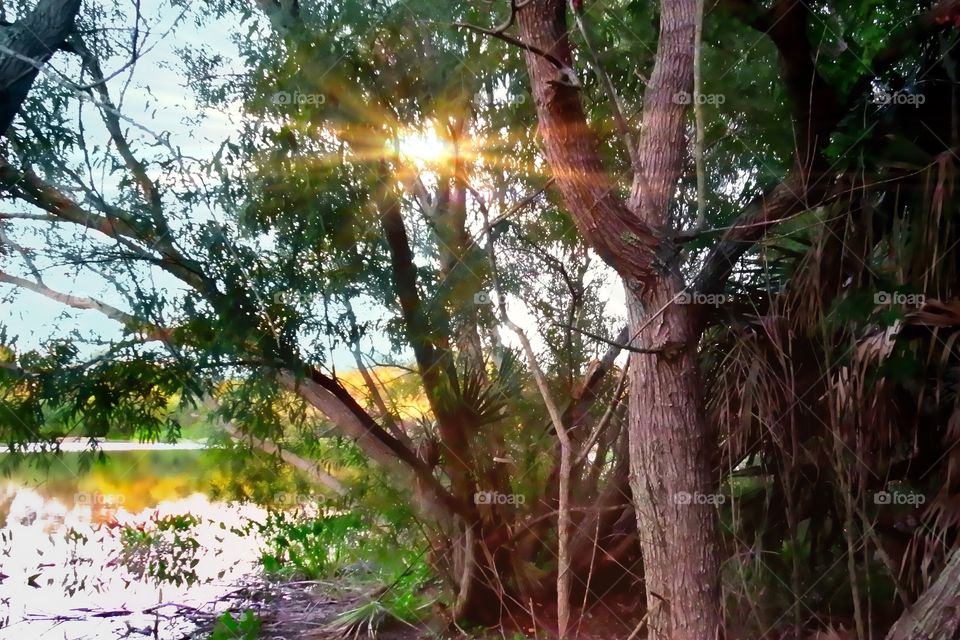 Lakeside forest 