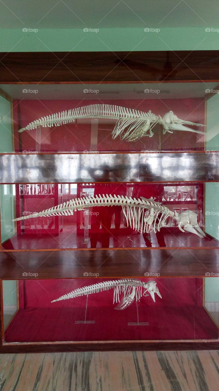 Evolution of Dolphin skeleton