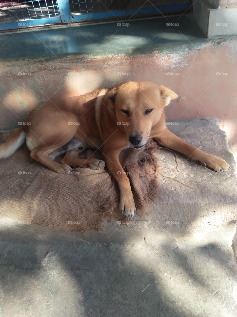 indian drunk dog funny image