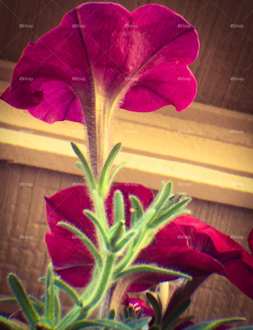 Violet petunias