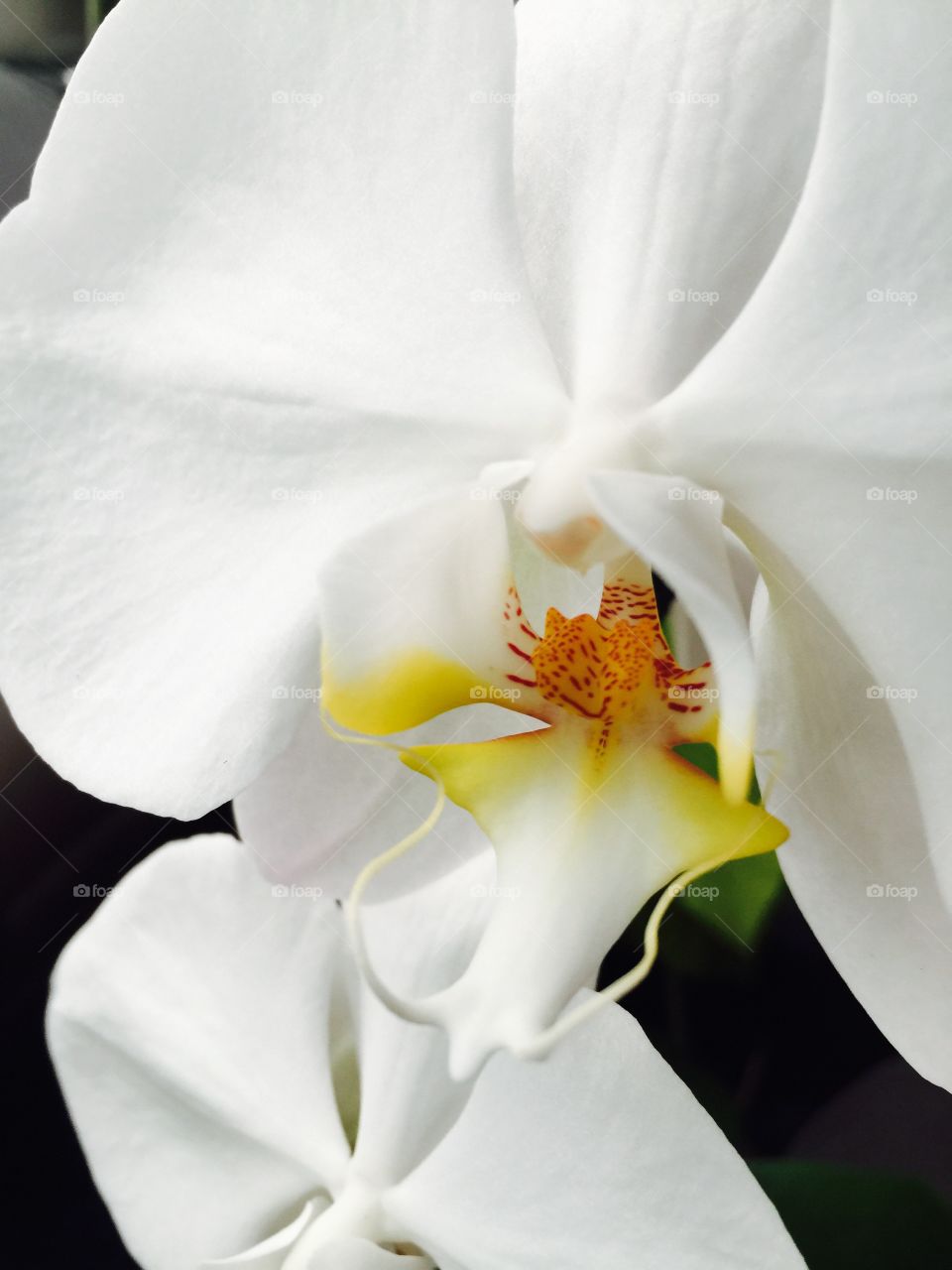 Directly above view of white orchid flower