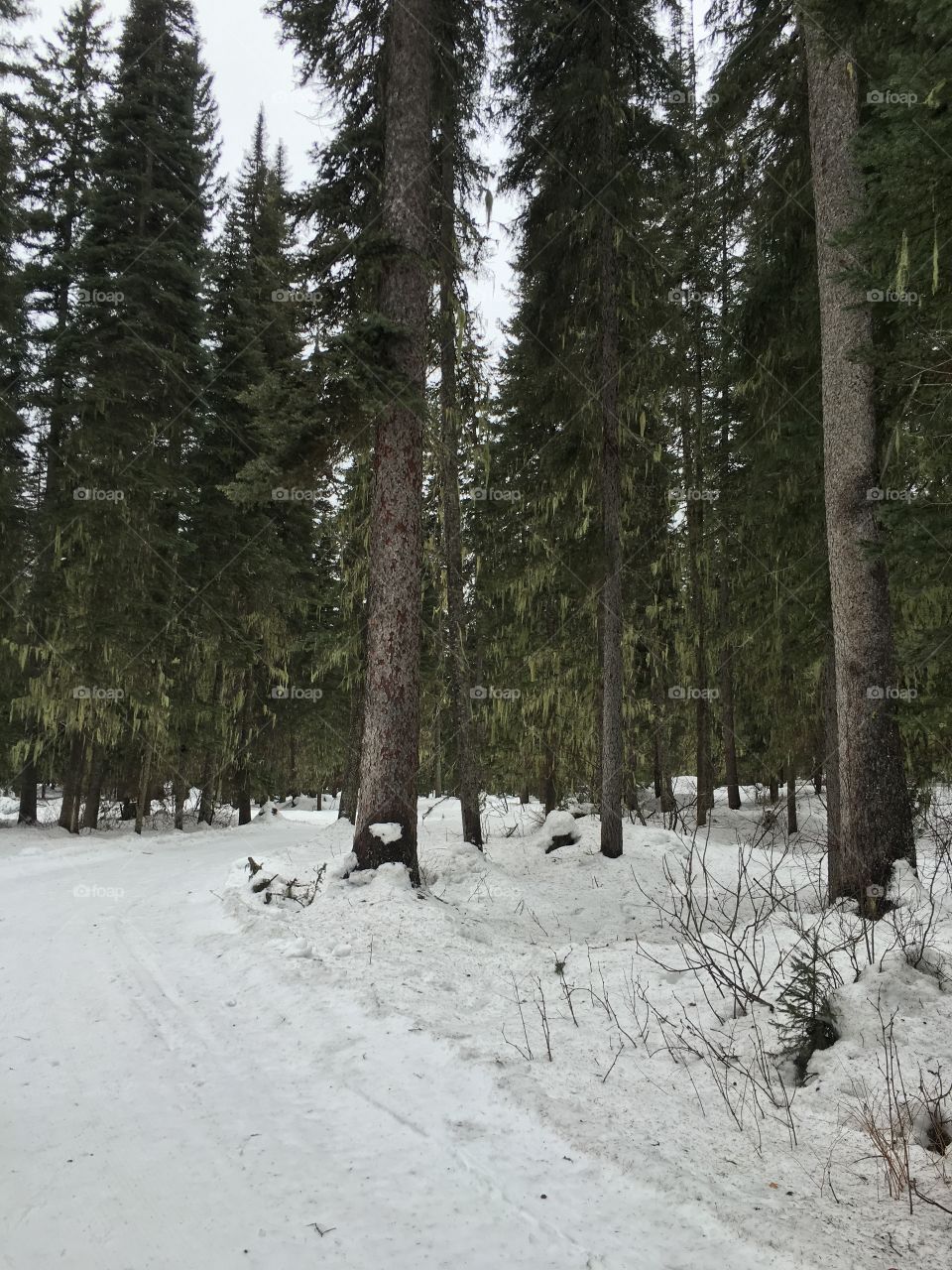 Cross-country ski trail.