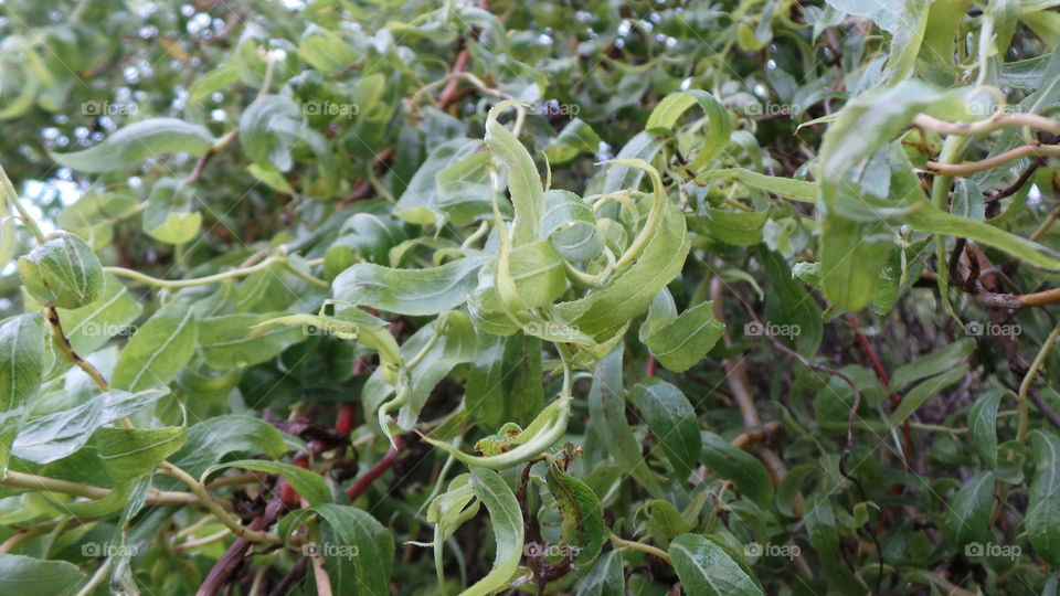 weeping willow Tree.  macro