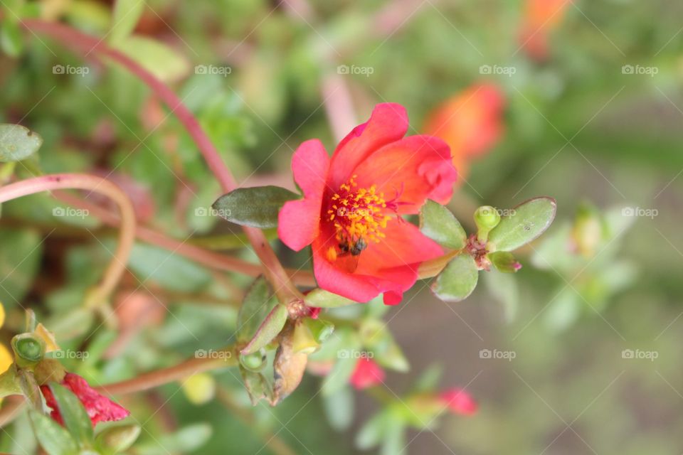 Flower in the garden