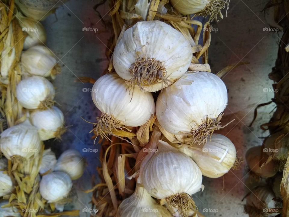 garlic #3