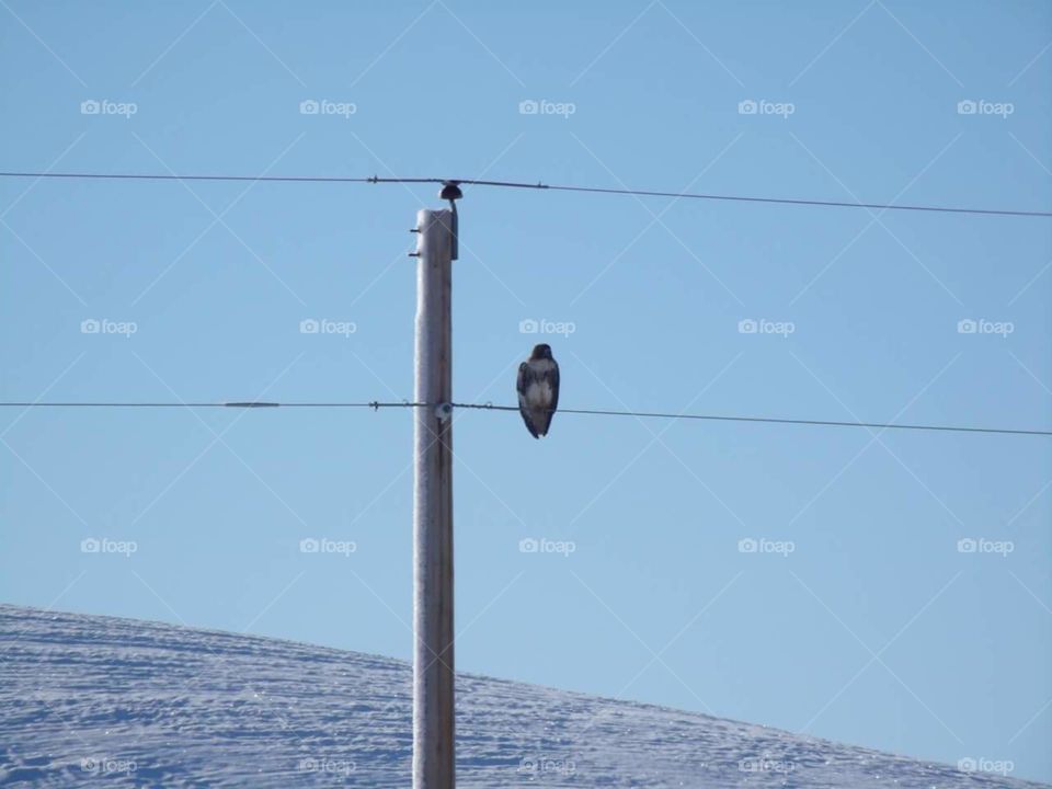 hawk on a wire