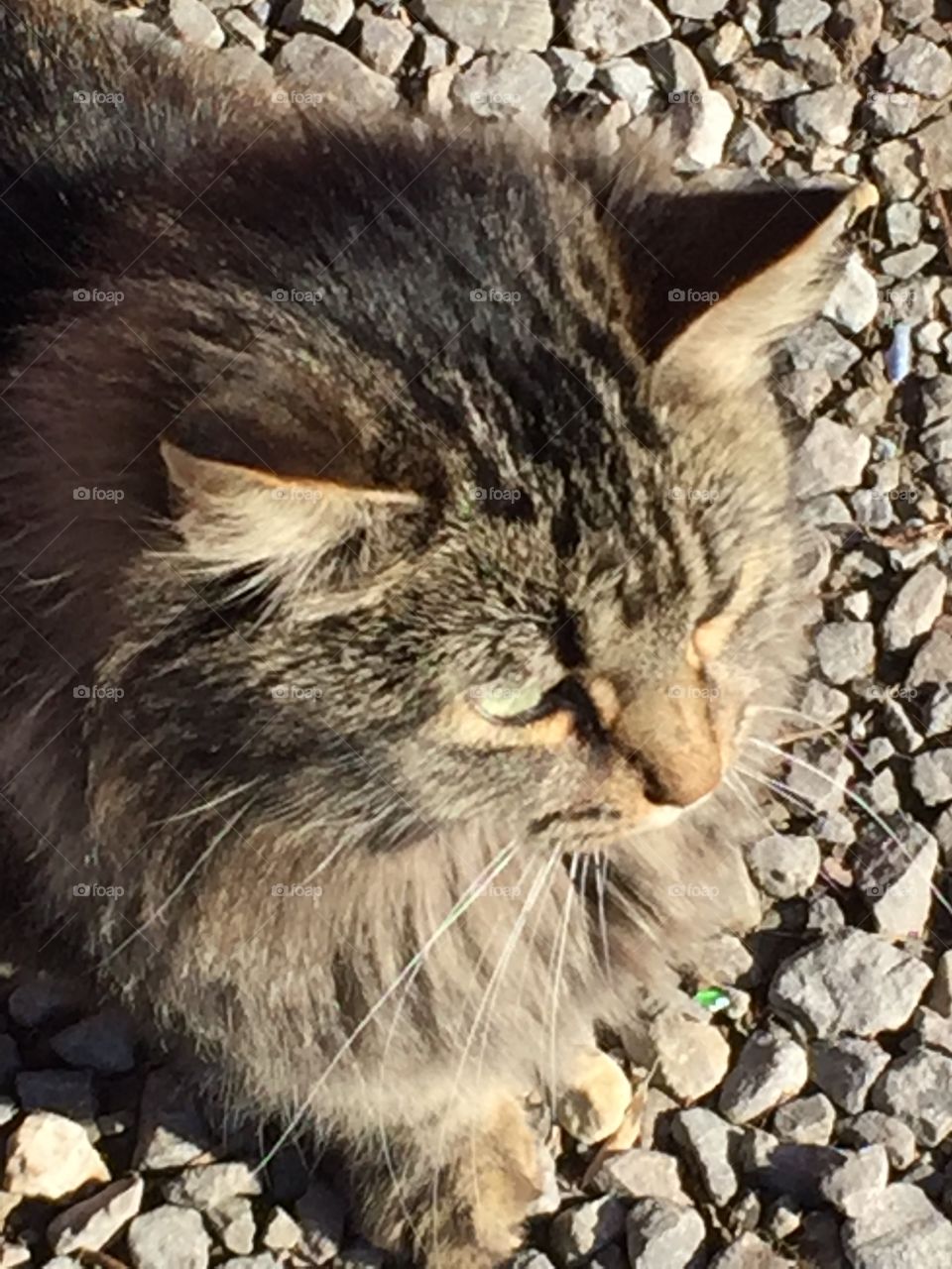 High angle view of fluffy cat