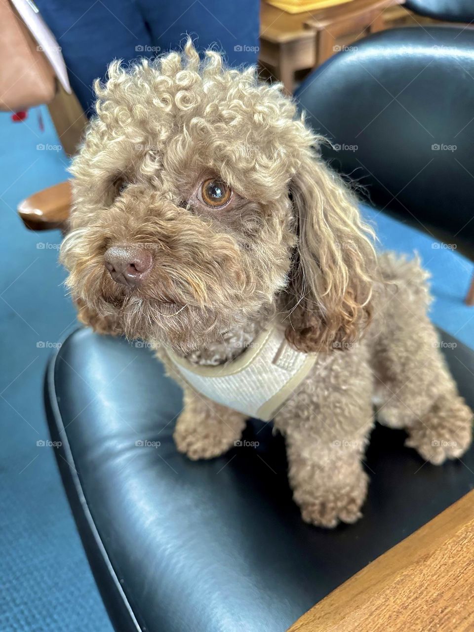 Browny the dog - Pets aren’t always the easiest subjects to photograph. No matter how many times you ask them to look at the camera, in the end, they’re going to do whatever they want to do.