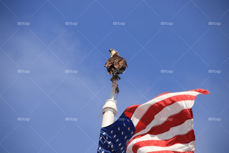 American flag and osprey