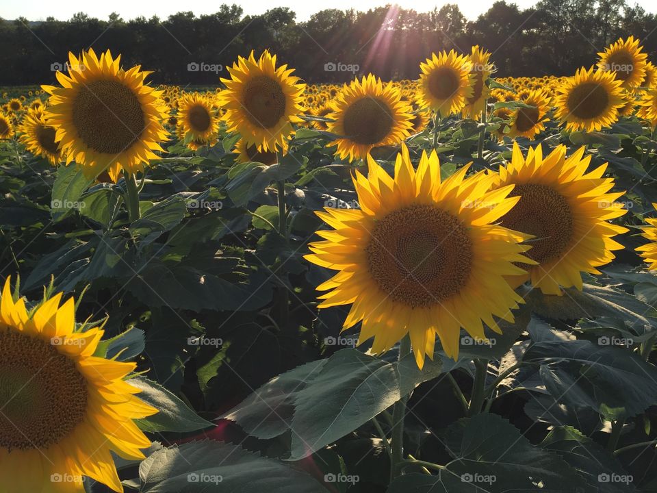 Sunflowers Sunlit 