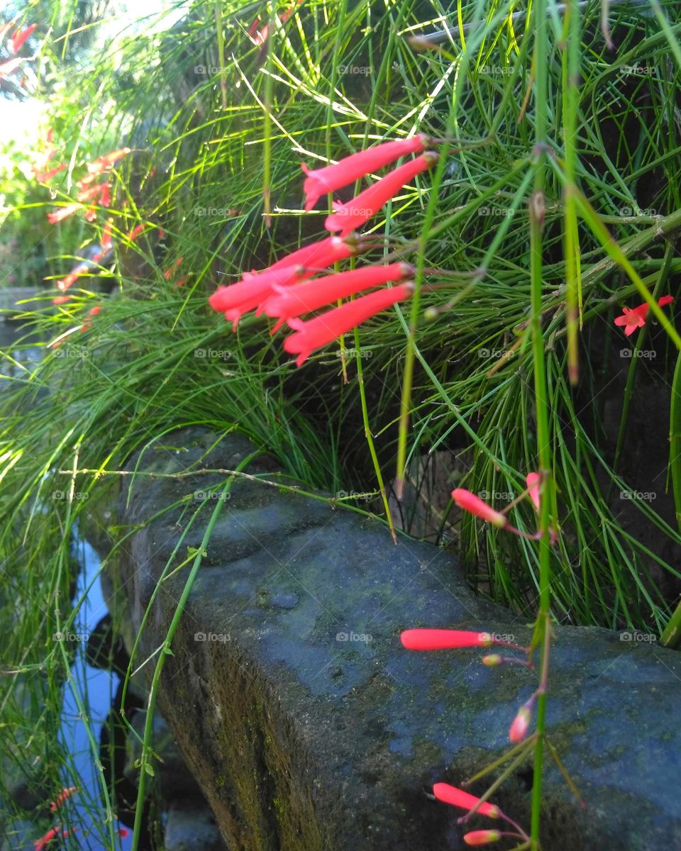 Red flower on the park