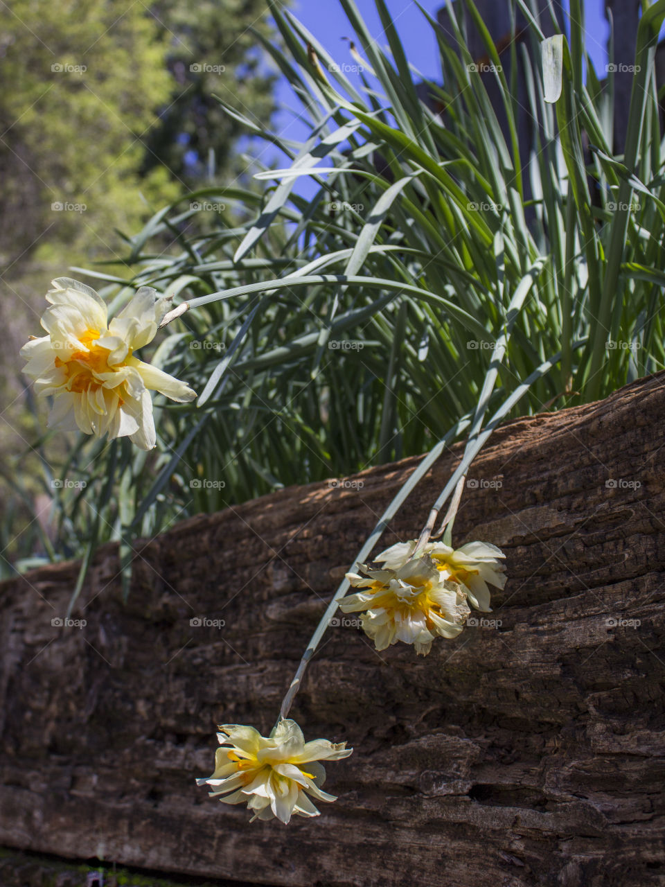 Spring Daffodils. Daffodils blooming at Daffodil Hill in Volcano, California.