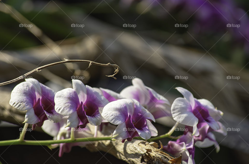 Beautiful purple Orchid Background blurred leaves in the garden.