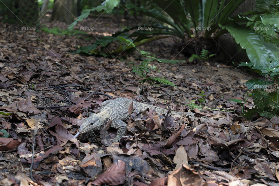 Big lizard looking for food