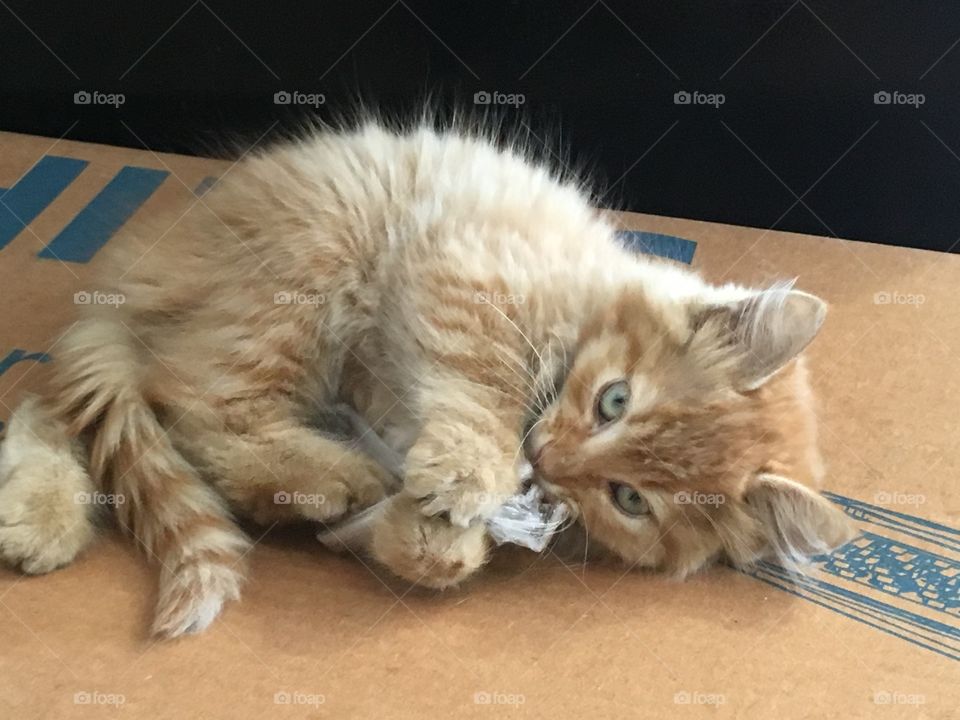 Beautiful Ginger kitty playing with string 