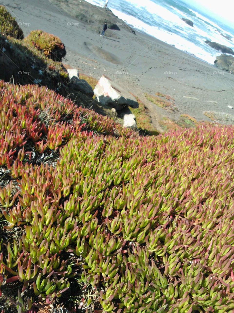 Local flora on the beach of Fort Bragg, CA right up next to the ocean