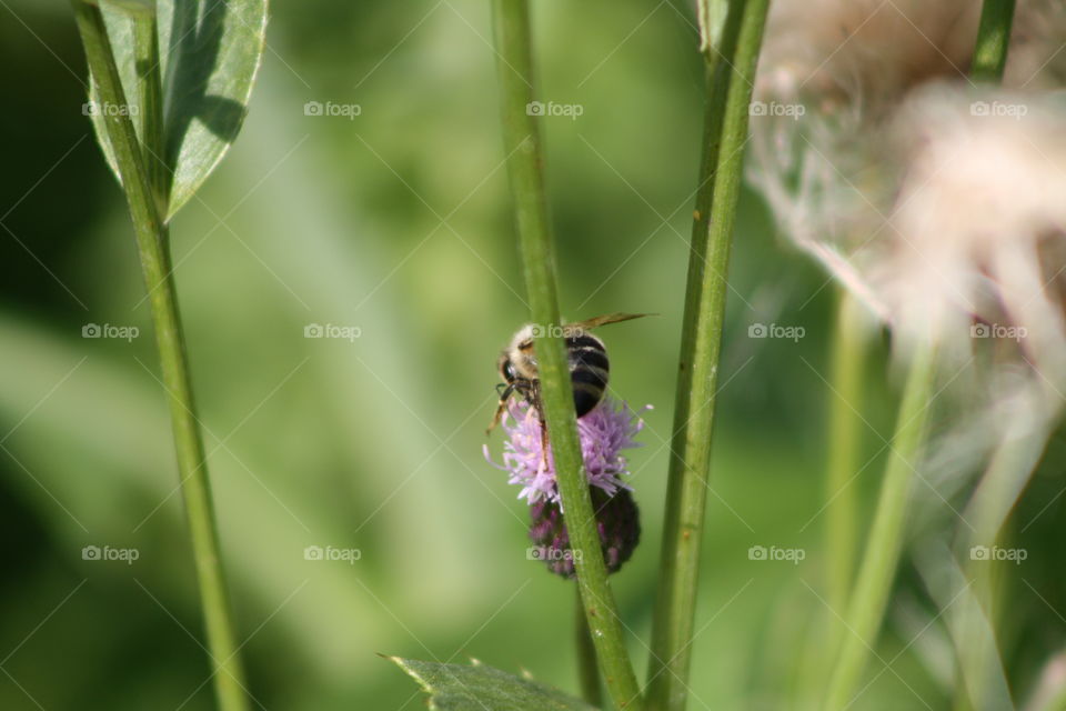 Bee