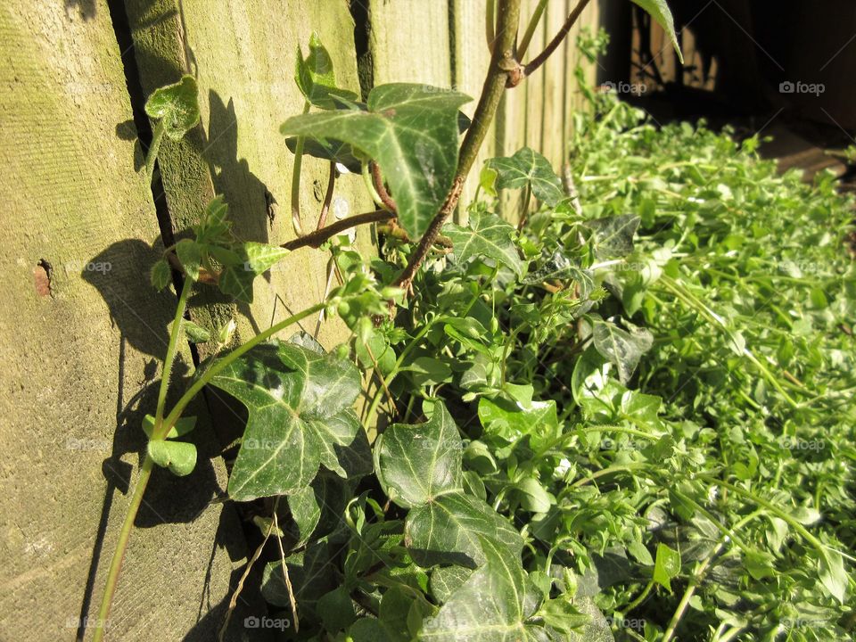 ivy growing on fence