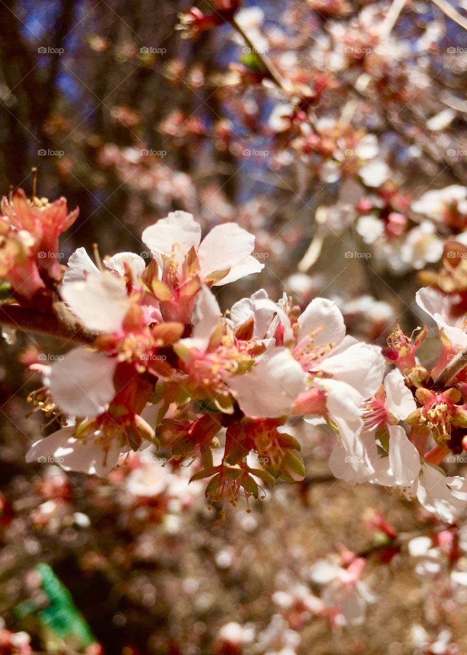 Pink and white flower tree