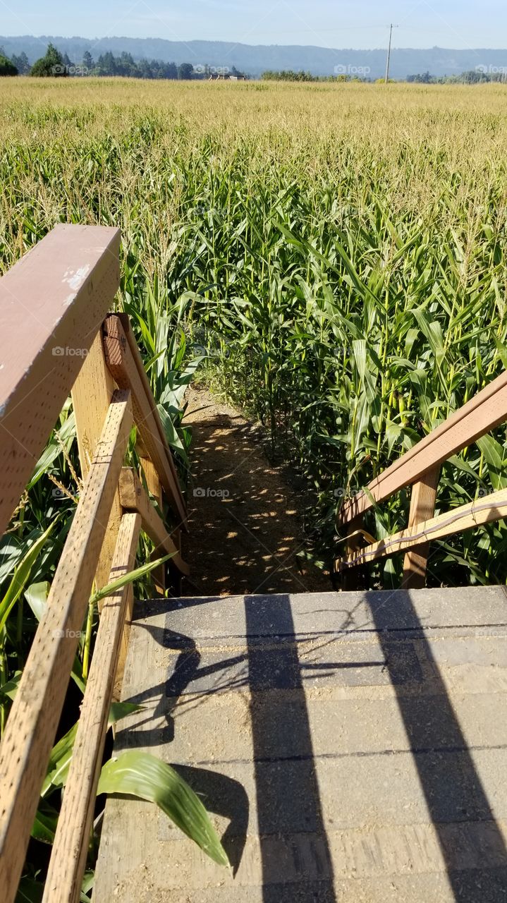 Corn Maze With Stairs