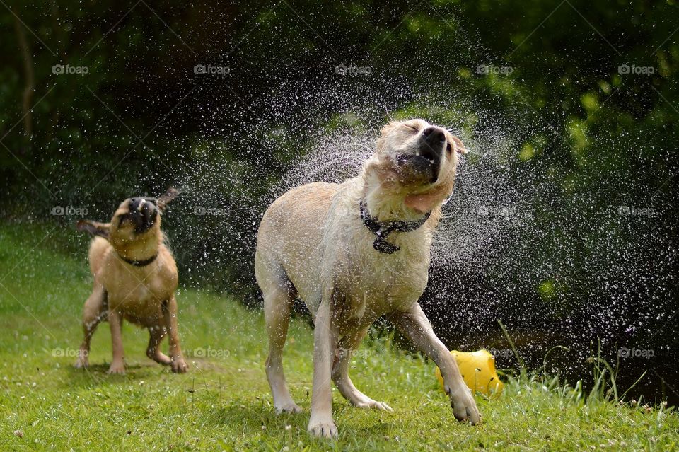 Wet dogs 