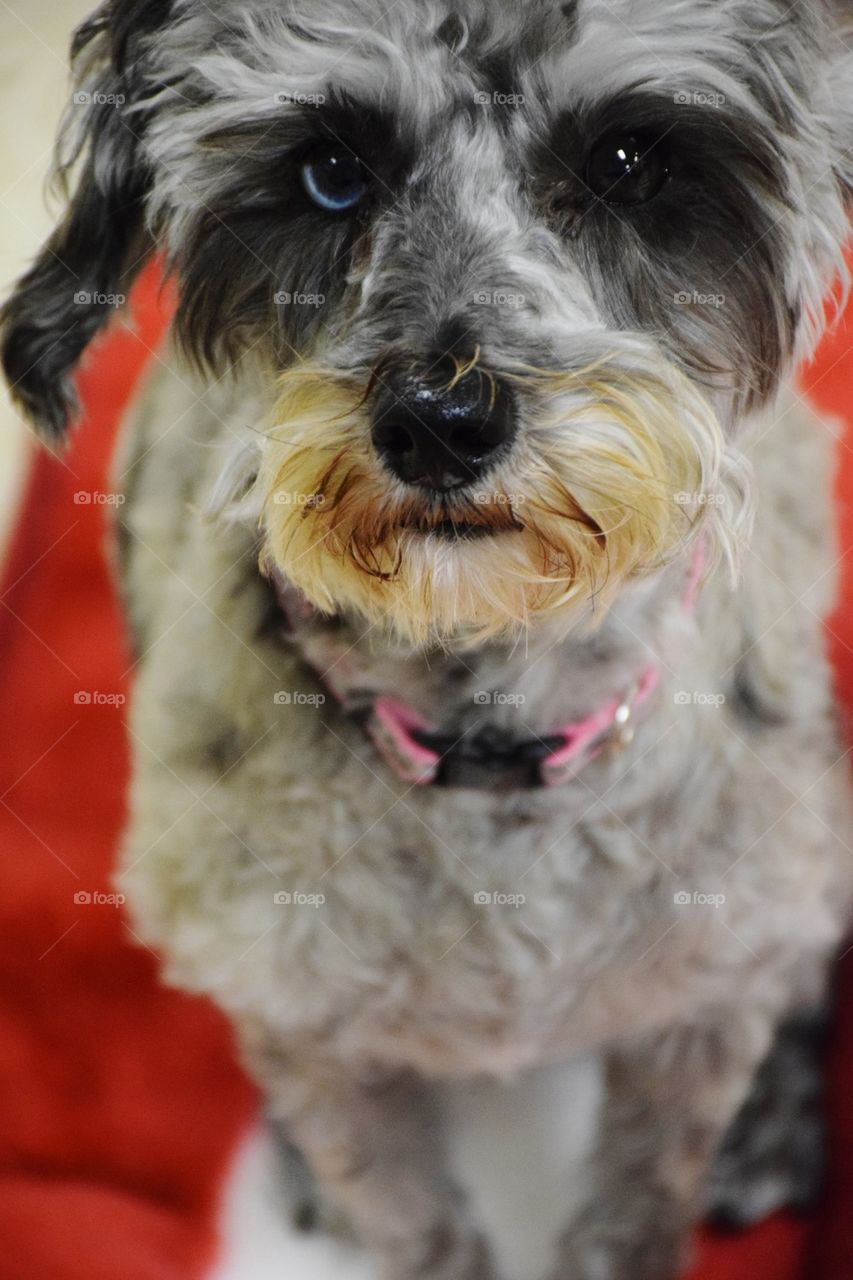 Rosie Marie The Schnoodle