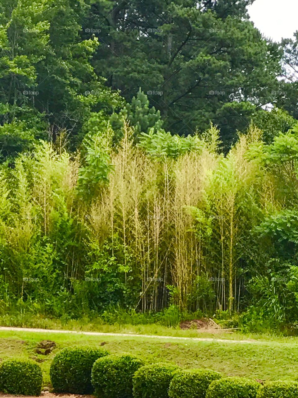 Green Bamboo "Jungle"