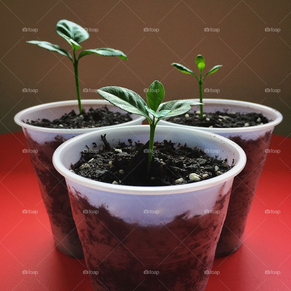 Lemon tree seedlings 
