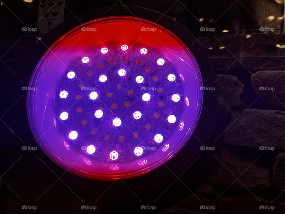 Red and purple lamp.