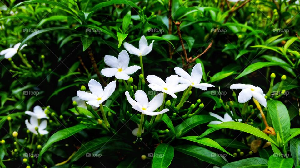beautiful white flowers