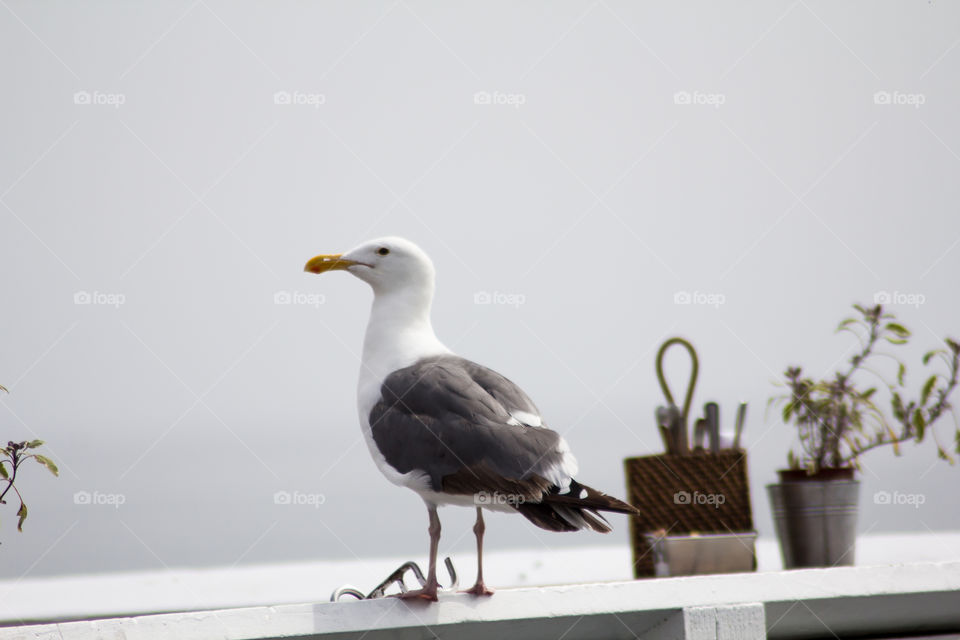 Close-up of a seagull