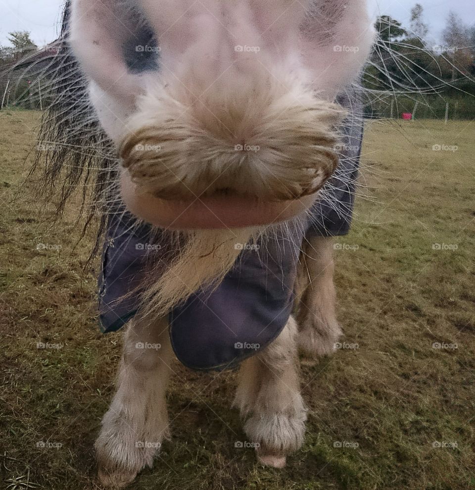 Equine moustache