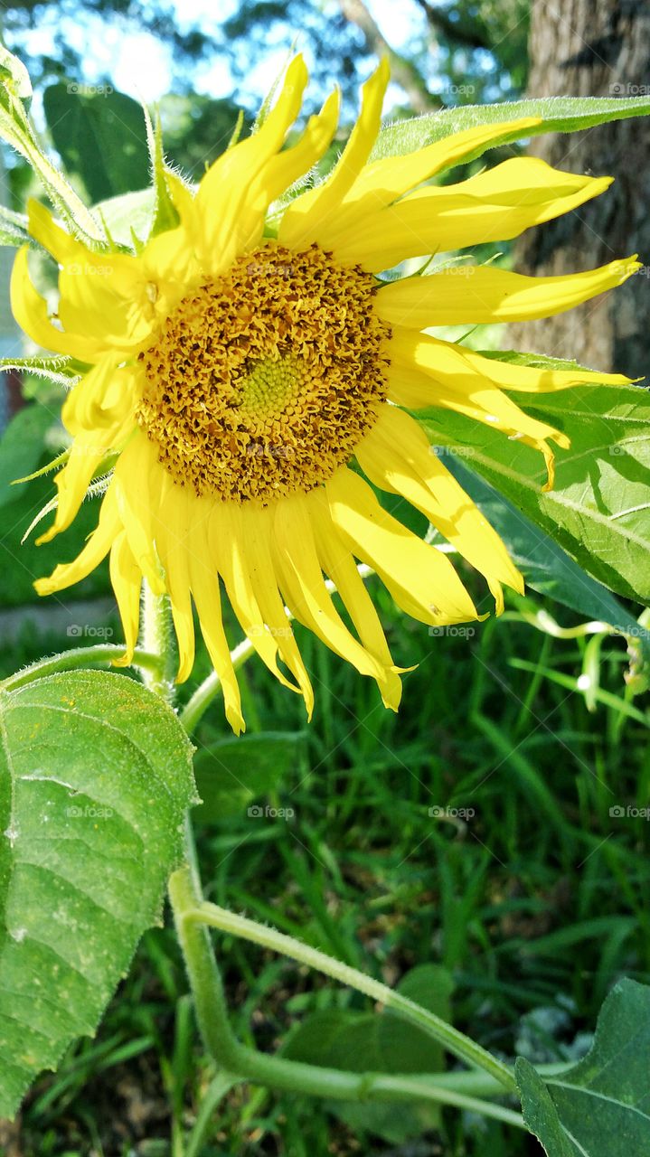 sunflower in garden