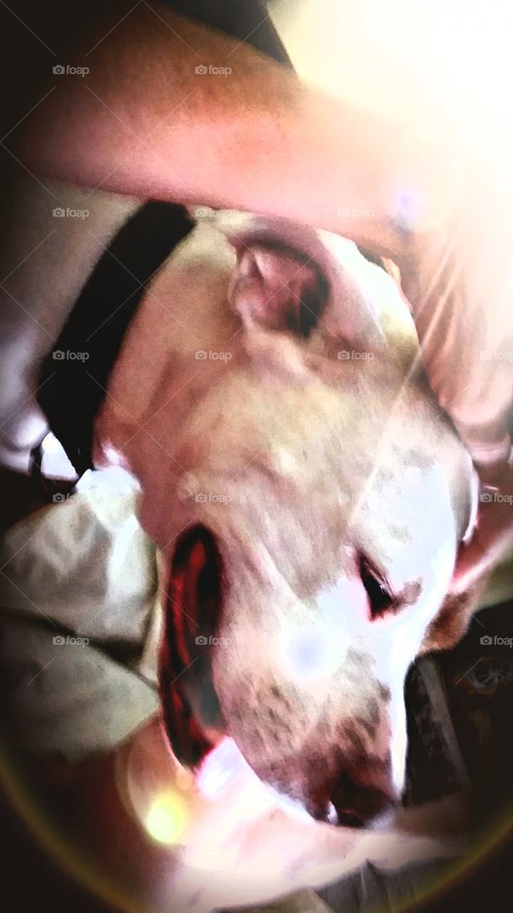 Dogs of USA enjoying the scratch on the head while enjoying the sunshine as she rests on the sofa