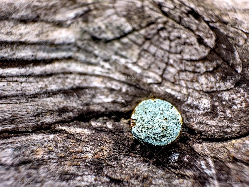 Old nail in weathered wood