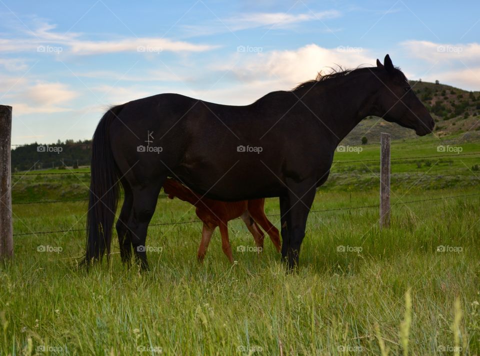 Mare, Farm, Cavalry, Pasture, Horse