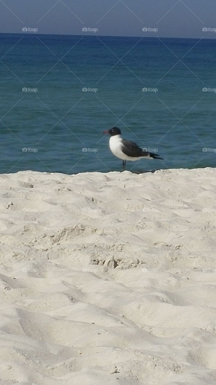 seagull at Mexico Beach FL sunshine heat sand ocean
