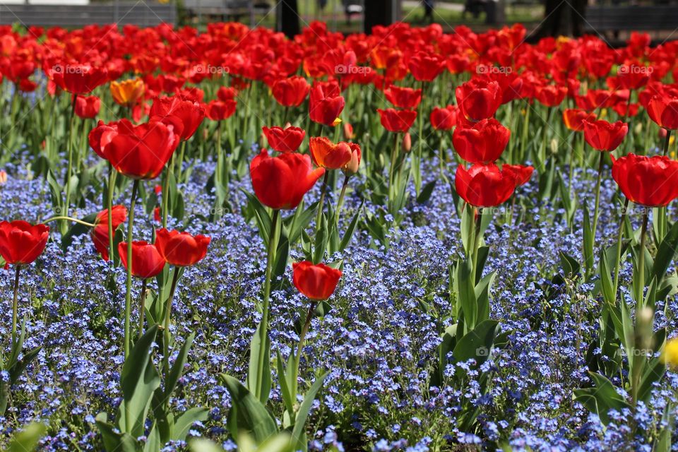 Red tulip - spring flowers