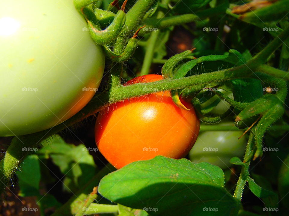 Tomatoes