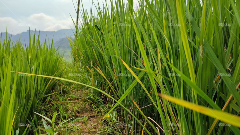 Unhealthy rice plants
